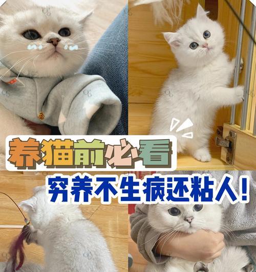 猫咪的神奇力量（解压神器，提升幸福感，促进健康）(图1)