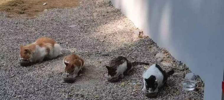 猫咪的神奇力量（解压神器，提升幸福感，促进健康）(图3)