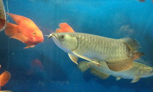 银龙鱼的饲养之道（科学饲养银龙鱼，健康生长无忧）(图3)