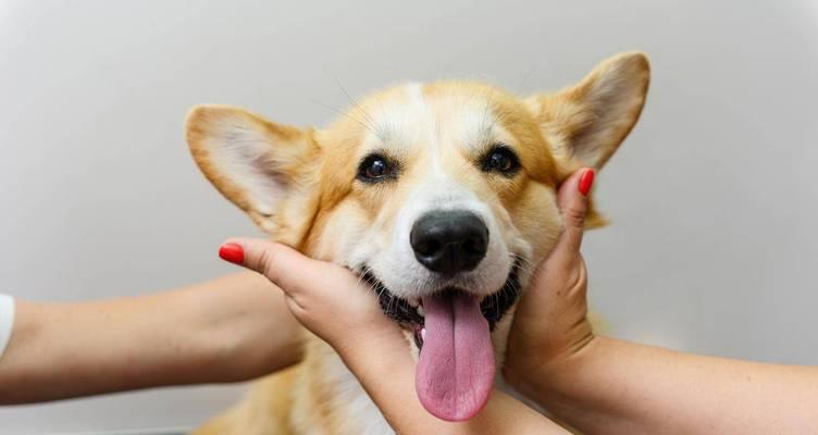 为什么狗狗喜欢舔主人的嘴？（探寻狗狗舔嘴行为的原因与动机）(图2)