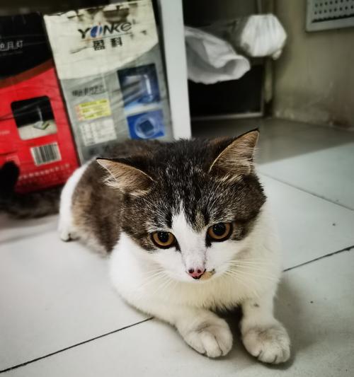 猫的预兆(探索猫的预知能力,从而获得人生的指引)(图1) 猫的预兆(探索猫的预知能力,从而获得人生的指引)(图1)