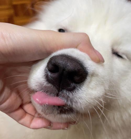 狗鼻子的神奇之处（探索狗鼻子形状的奥秘）(图1)