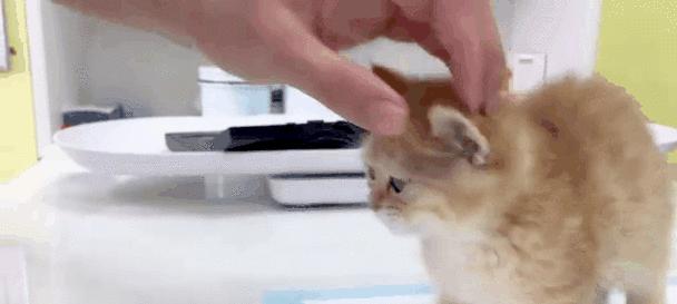 小猫去医院检查身体健康的重要性（了解小猫健康状况，预防疾病，提前发现问题）(图3)
