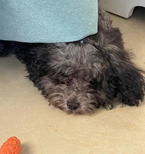 为什么狗狗一直想吐?(探究狗狗频繁呕吐的原因及应对方法)(图3) 为什么狗狗一直想吐?(探究狗狗频繁呕吐的原因及应对方法)(图3)