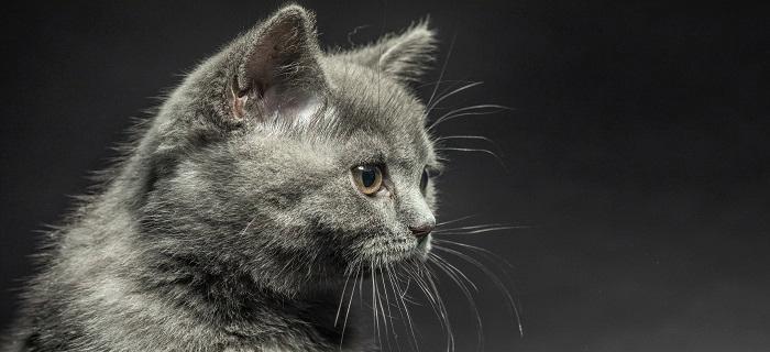 猫的预兆(探索猫的预知能力,从而获得人生的指引)(图3) 猫的预兆(探索猫的预知能力,从而获得人生的指引)(图3)