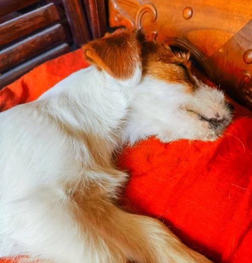 狗狗的必打疫苗，保护它的健康（详解狗狗的常见疫苗及其重要性）(图1)