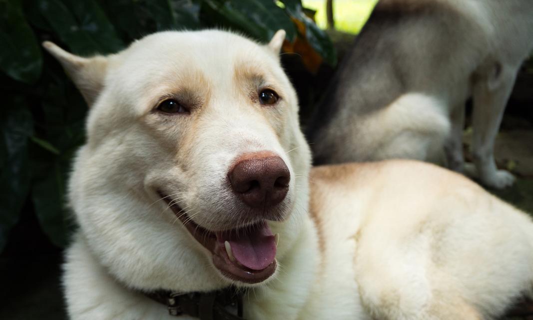 狗鼻子的神奇之处(探秘狗鼻子为什么总是湿湿的)(图1) 狗鼻子的神奇之处(探秘狗鼻子为什么总是湿湿的)(图1)