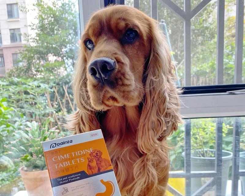 为什么狗狗一直想吐?(探究狗狗频繁呕吐的原因及应对方法)(图2) 为什么狗狗一直想吐?(探究狗狗频繁呕吐的原因及应对方法)(图2)