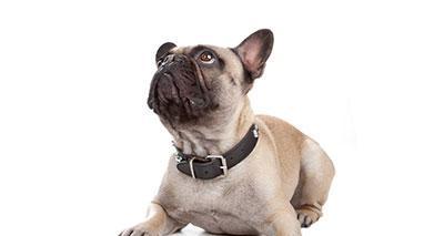 法国斗牛犬(探索法国斗牛犬体型演变的关键时刻和原因)(图1) 法国斗牛犬(探索法国斗牛犬体型演变的关键时刻和原因)(图1)