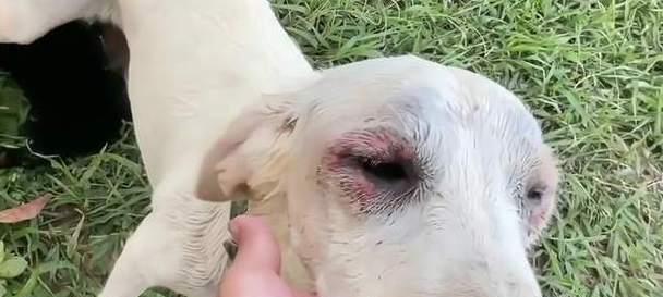 狗鼻子的神奇之处(探秘狗鼻子为什么总是湿湿的)(图2) 狗鼻子的神奇之处(探秘狗鼻子为什么总是湿湿的)(图2)