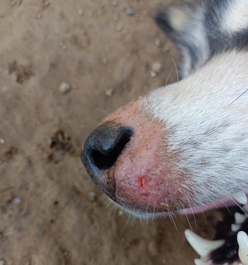 狗鼻子的神奇之处(探秘狗鼻子为什么总是湿湿的)(图3) 狗鼻子的神奇之处(探秘狗鼻子为什么总是湿湿的)(图3)