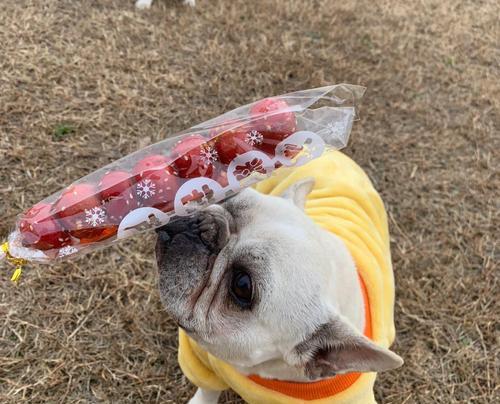 法国斗牛犬(探索法国斗牛犬体型演变的关键时刻和原因)(图2) 法国斗牛犬(探索法国斗牛犬体型演变的关键时刻和原因)(图2)