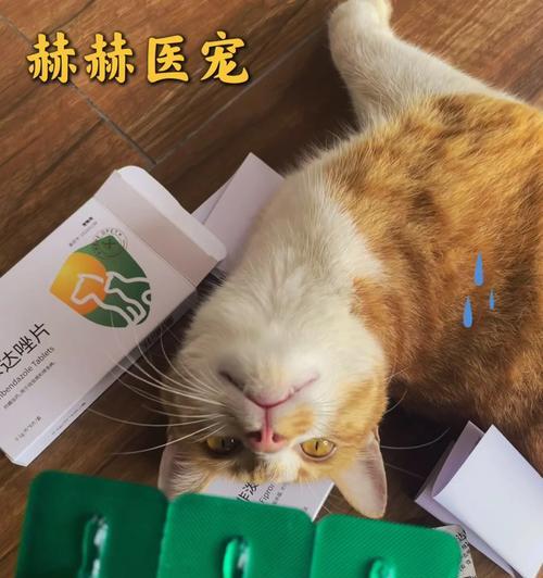猫咪即将分娩，如何为其准备安全可靠的药物？(图3)