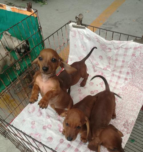 探寻大耳朵狗的奇妙世界(与大耳朵狗共享快乐时光)(图1) 探寻大耳朵狗的奇妙世界(与大耳朵狗共享快乐时光)(图1)