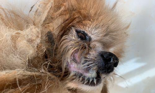 幼犬嘴巴臭的原因及解决方法（了解幼犬口臭的起因及如何解决）(图2)