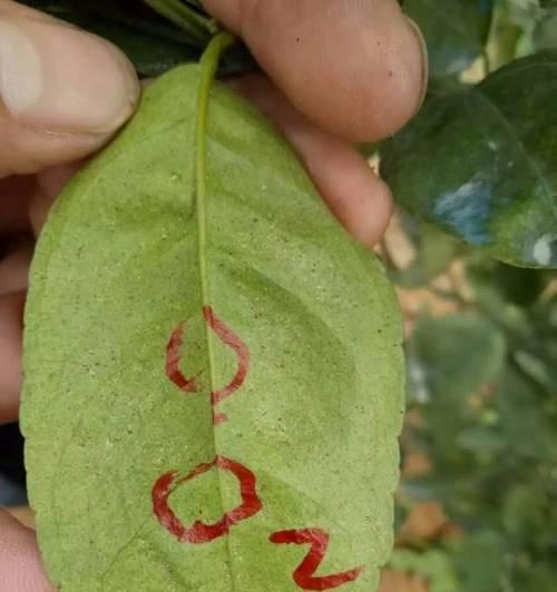 蜘蛛蜕皮后的死亡原因解析（探究蜘蛛蜕皮后引发的致命因素与生命周期关系）(图1)