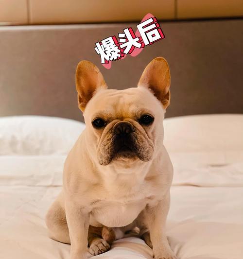 法国斗牛犬(探索法国斗牛犬体型演变的关键时刻和原因)(图3) 法国斗牛犬(探索法国斗牛犬体型演变的关键时刻和原因)(图3)