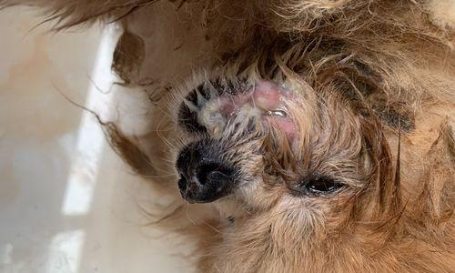 幼犬嘴巴臭的原因及解决方法（了解幼犬口臭的起因及如何解决）(图3)