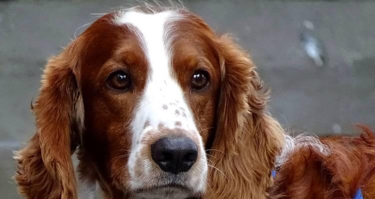 探寻大耳朵狗的奇妙世界(与大耳朵狗共享快乐时光)(图3) 探寻大耳朵狗的奇妙世界(与大耳朵狗共享快乐时光)(图3)