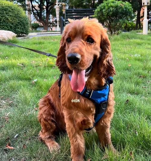 探寻大耳朵狗的奇妙世界(与大耳朵狗共享快乐时光)(图2) 探寻大耳朵狗的奇妙世界(与大耳朵狗共享快乐时光)(图2)