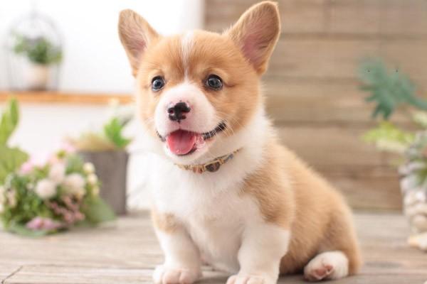 咽麻痹(犬猫) - 悠悠酷狗网