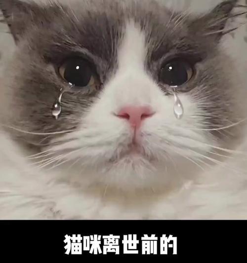 白鼻子猫的预兆（解读白鼻子猫的神秘预兆，与你的猫咪更亲近）(图1)