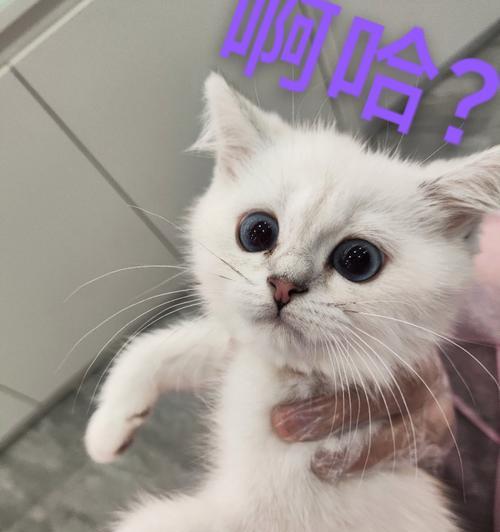 白鼻子猫的预兆（解读白鼻子猫的神秘预兆，与你的猫咪更亲近）(图2)