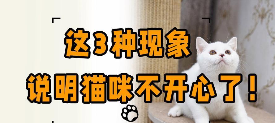 白鼻子猫的预兆（解读白鼻子猫的神秘预兆，与你的猫咪更亲近）(图3)