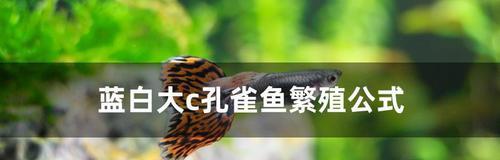 斗鱼繁殖之道(探索斗鱼的繁殖时刻)(图1) 斗鱼繁殖之道(探索斗鱼的繁殖时刻)(图1)