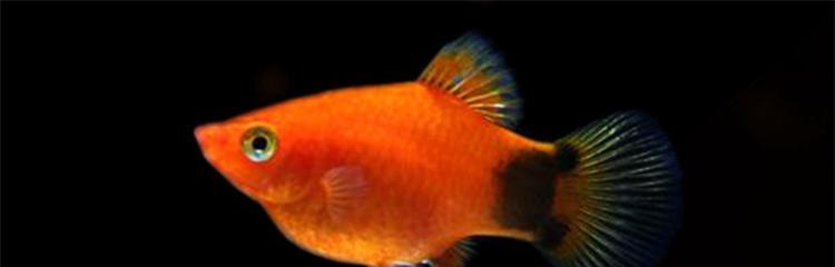 斗鱼繁殖之道(探索斗鱼的繁殖时刻)(图3) 斗鱼繁殖之道(探索斗鱼的繁殖时刻)(图3)