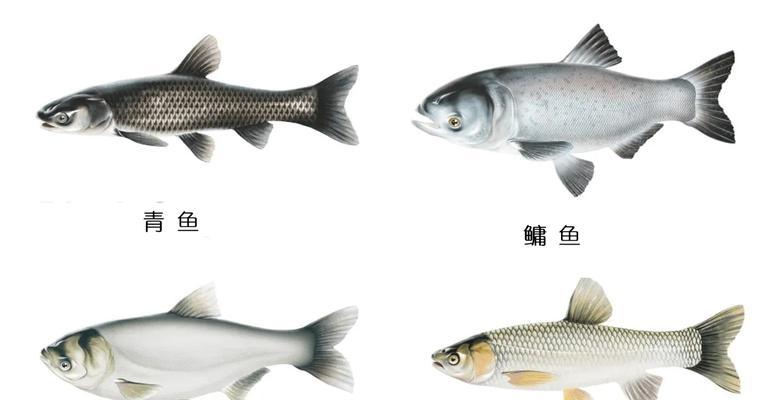 斗鱼繁殖之道(探索斗鱼的繁殖时刻)(图2) 斗鱼繁殖之道(探索斗鱼的繁殖时刻)(图2)