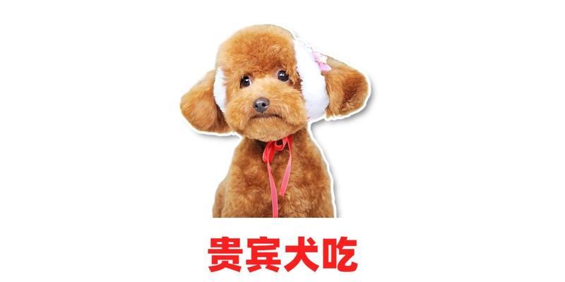小贵宾的理想狗粮选择（为您揭秘小贵宾的狗粮饮食秘籍） - 悠悠酷狗网