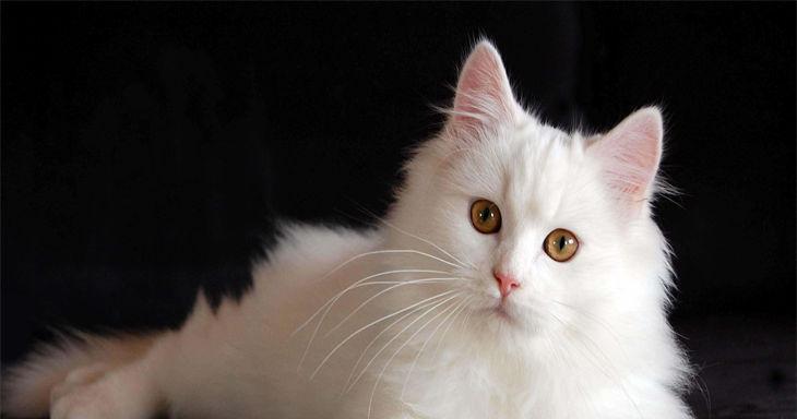 选择适合自己的宠物,让养活成为一种享受(以养什么宠物好养活为主题的指南)(图2) 选择适合自己的宠物,让养活成为一种享受(以养什么宠物好养活为主题的指南)(图2)