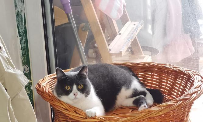 选择适合自己的宠物,让养活成为一种享受(以养什么宠物好养活为主题的指南)(图3) 选择适合自己的宠物,让养活成为一种享受(以养什么宠物好养活为主题的指南)(图3)