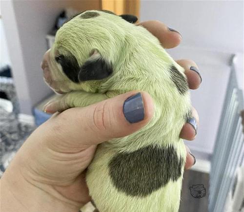 以狗出生的人的好处(狗年出生人的特点及影响)(图3) 以狗出生的人的好处(狗年出生人的特点及影响)(图3)