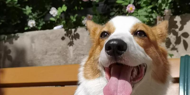 狗的舌头（揭秘狗舌头的秘密，你所不知道的事实）(图1)