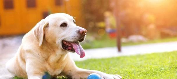 狗的舌头（揭秘狗舌头的秘密，你所不知道的事实）(图2)