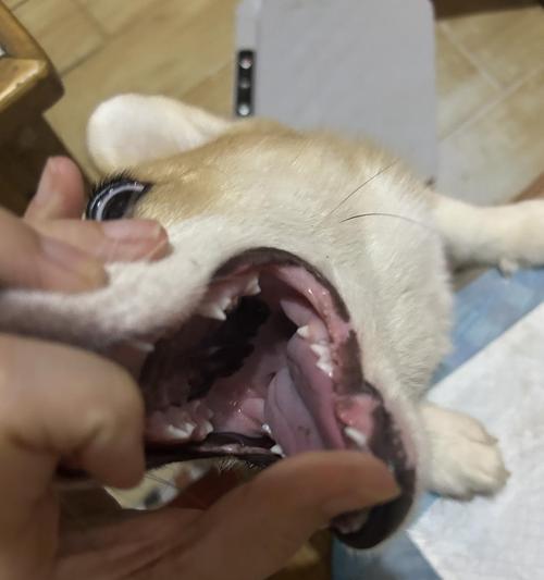 狗的舌头（揭秘狗舌头的秘密，你所不知道的事实）(图3)