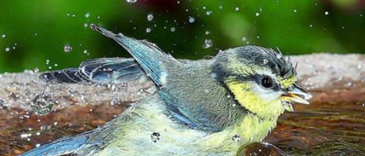 以鸟洗澡水用什么药（选择合适的洗澡水药品保护鸟的健康）(图3)
