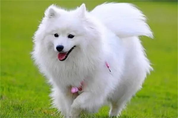 怎么区分萨摩耶和银狐犬 萨摩耶和银狐犬的区别(图2)