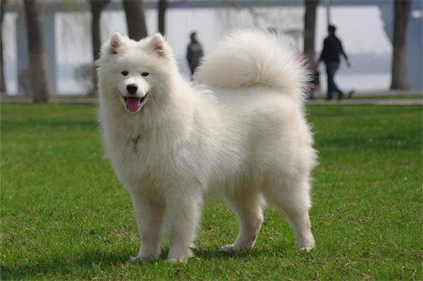 萨摩耶和银狐犬的区别 萨摩耶和银狐犬的区别(图1)