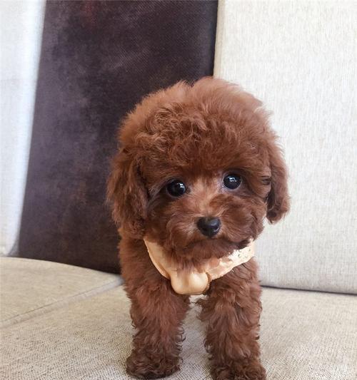 泰迪犬大眼睛的秘密：遗传、进化与审美解析(图1)