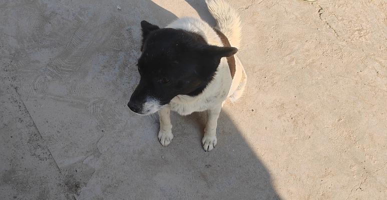 狗狗怀孕流产的早期征兆与正确应对指南(图1)