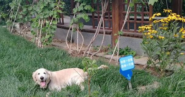 狗狗疫苗接种指南：预防多种传染病关键措施(图1)