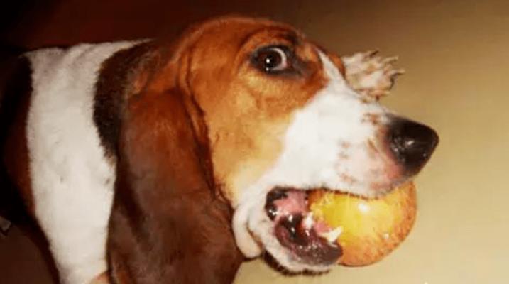 专业指南：如何预防和应对宠物狗中毒(图2)