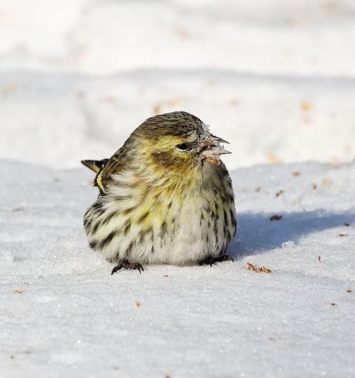 小型鸟类黄雀的生命故事及生态保护的重要性(图1)