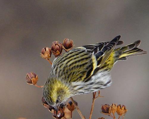 小型鸟类黄雀的生命故事及生态保护的重要性(图3)