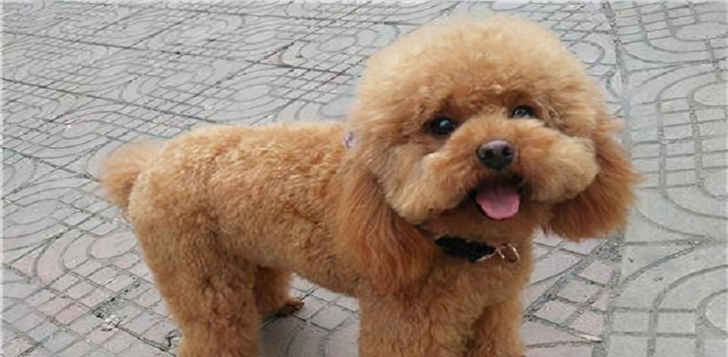 泰迪犬屎腥臭原因与有效解决方案详解(图3)