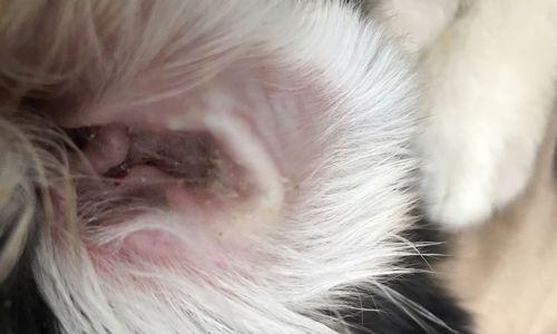 狗狗耳朵脓可能由感染引起,预防与治疗指南(图2) 狗狗耳朵脓可能由感染引起,预防与治疗指南(图2)