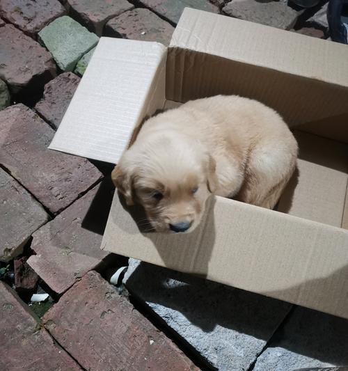 如何有效预防和改善金毛犬肥胖问题(图1)